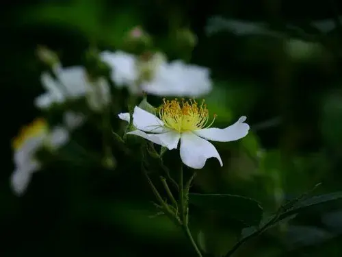 金樱子的花语及传说