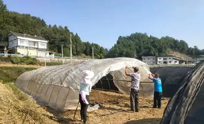 贵州湄潭县羊肚菌种植渐成规模