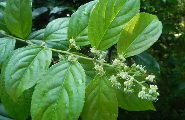 雷公藤的种植技术