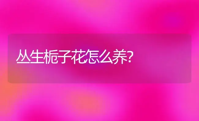 丛生栀子花怎么养？ | 绿植常识