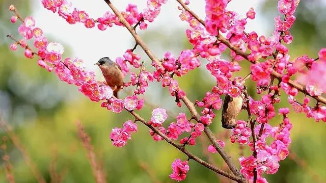 十大名花是哪十种花？