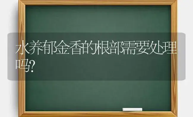 水养郁金香的根部需要处理吗？ | 绿植常识