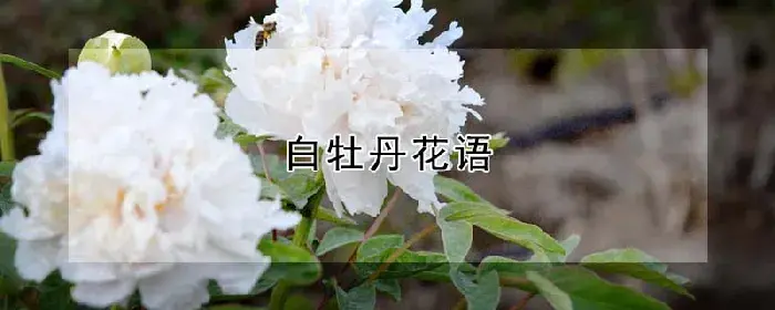 白牡丹花语