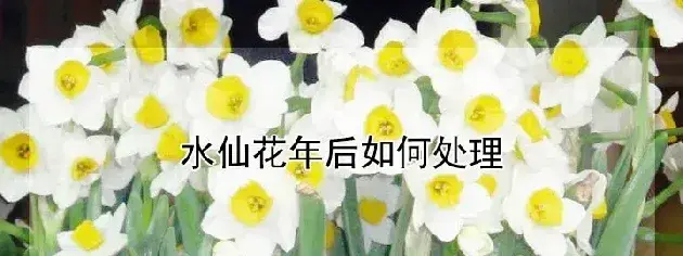 水仙花年后如何处理