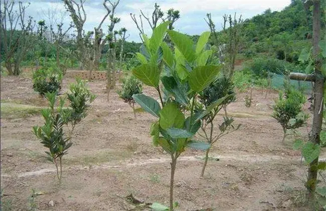 菠萝蜜高产种植技术