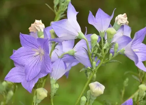 表示诚信的花 花语是诚信的花