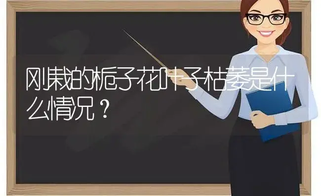 刚栽的栀子花叶子枯萎是什么情况？ | 绿植常识