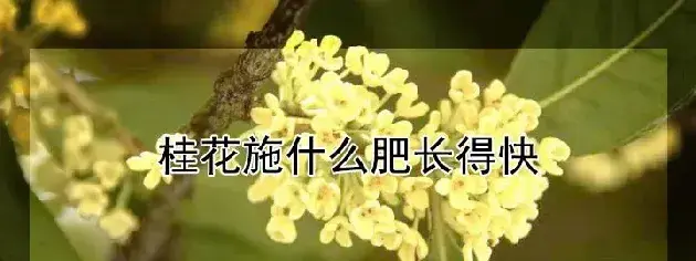 桂花施什么肥长得快