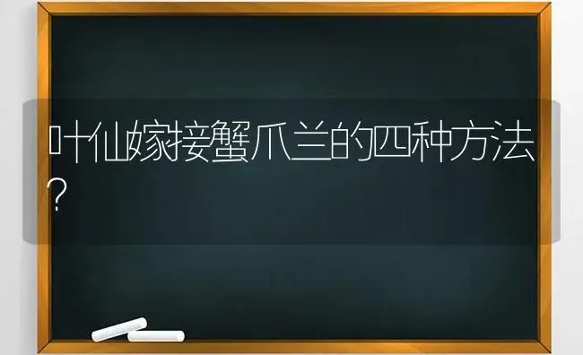 叶仙嫁接蟹爪兰的四种方法？ | 多肉养殖