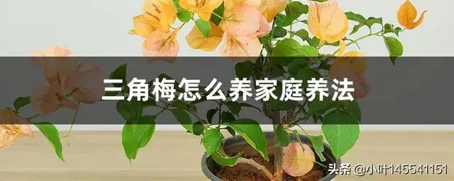 三角玫瑰的养殖方法？