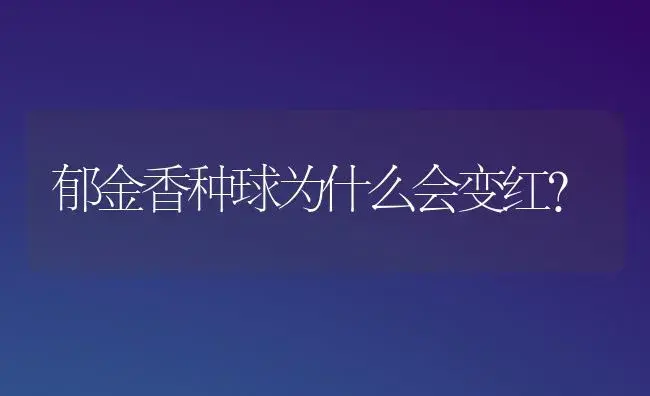 郁金香种球为什么会变红？ | 绿植常识