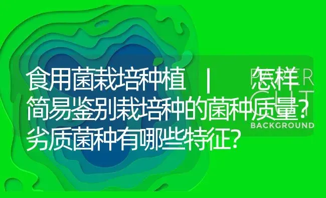 怎样简易鉴别栽培种的菌种质量？劣质菌种有哪些特征？ | 菌菇种植