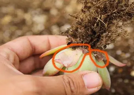 盆景知识 | 多肉植物上盆步骤