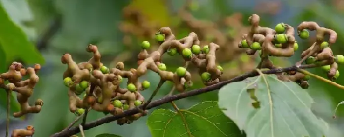 种植拐枣前景怎样，种植收益如何