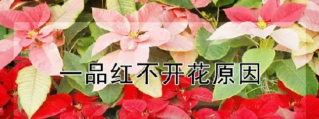 一品红不开花原因