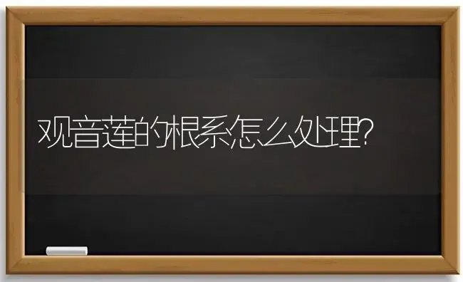 观音莲的根系怎么处理？ | 多肉养殖