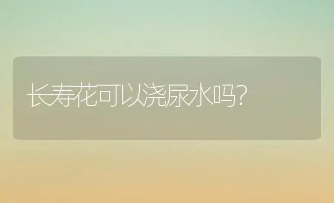 长寿花可以浇尿水吗？ | 多肉养殖