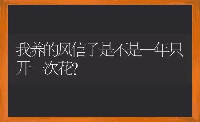 我养的风信子是不是一年只开一次花？ | 绿植常识