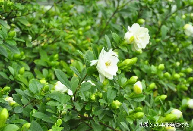 栀子花怎么养才能开花多？