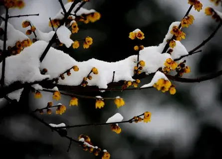 腊梅花的花语是什么？