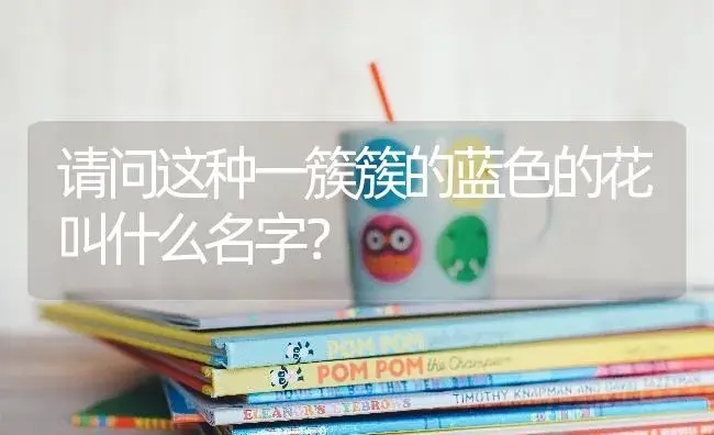 请问这种一簇簇的蓝色的花叫什么名字？ | 绿植常识