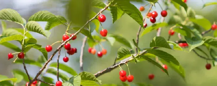 樱桃棚室种植技术