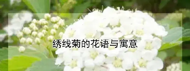 绣线菊的花语与寓意是什么？