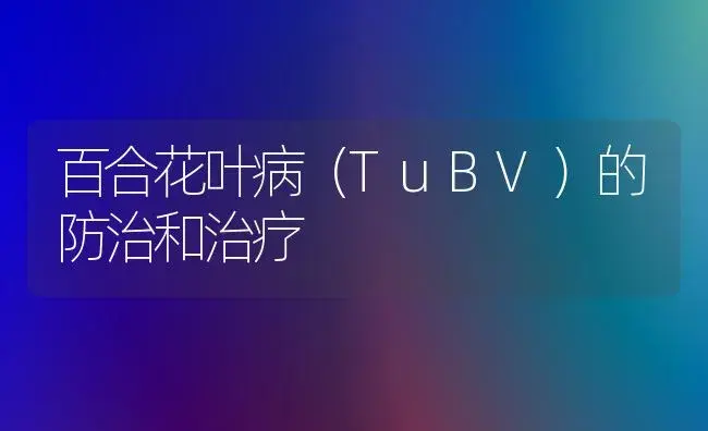 百合花叶病（TuBV）的防治和治疗 | 家庭养花