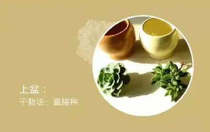 盆景养护管理 | 多肉盆栽的养护