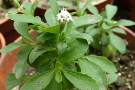 甜叶菊开花吗，甜叶菊几月份开花/7月开花/花语甜蜜