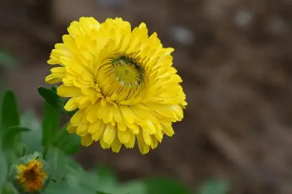 菊花的花语，菊花有哪些颜色