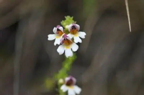 小米花花语为喜悦 小米花的养殖方法