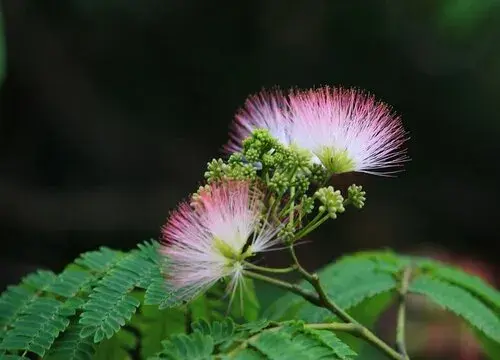 表示爱意的花 花语是爱意的花