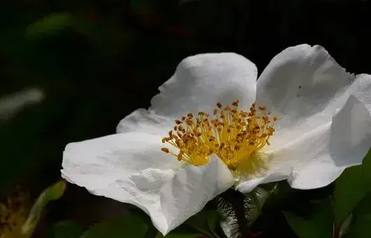 金樱子开花有蜜吗