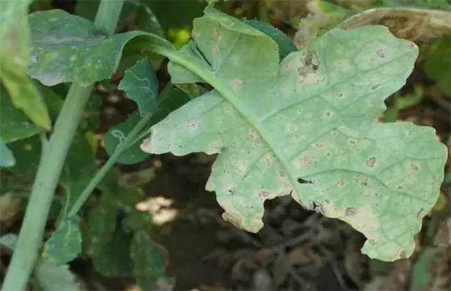 油菜红叶的 因素及解决对策