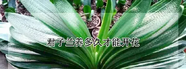 君子兰养多久才能开花