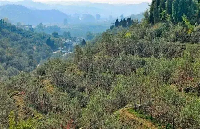 苹果采收早先要怎么管理