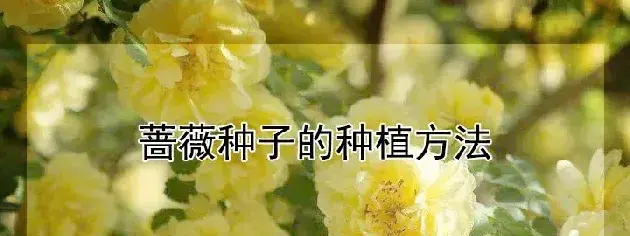 蔷薇种子的种植方法