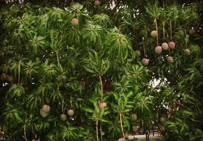 芒果6种重要病虫害的防治和治疗技术和办法