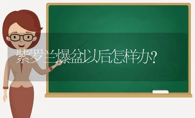 紫罗兰爆盆以后怎样办？ | 绿植常识