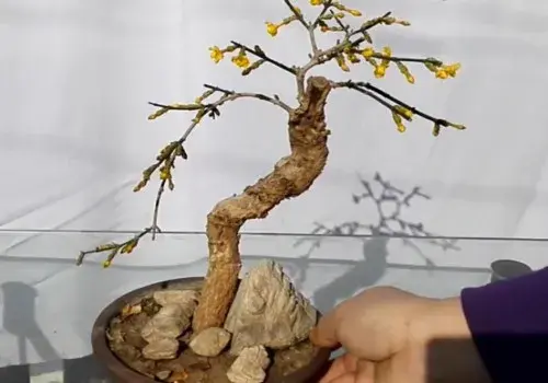 盆景养护管理 | 迎春花开花期间要怎么管理