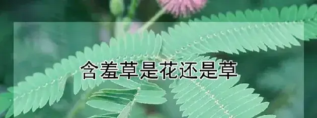 含羞草是花还是草