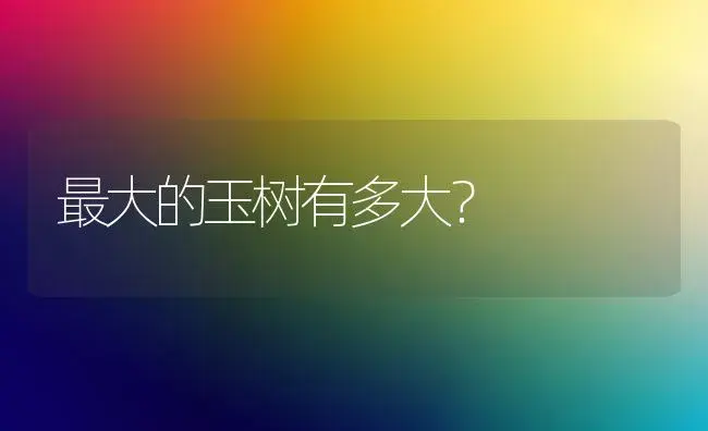 最大的玉树有多大？ | 多肉养殖