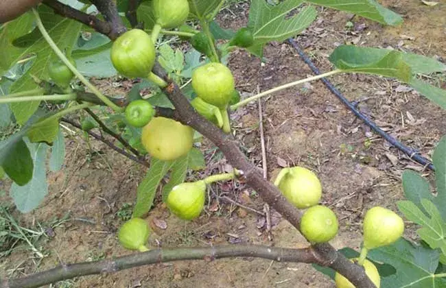 无花果苗价格及栽培办法