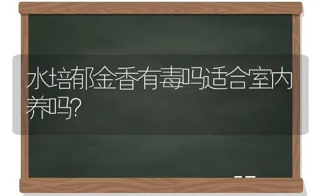 水培郁金香有毒吗适合室内养吗？ | 绿植常识