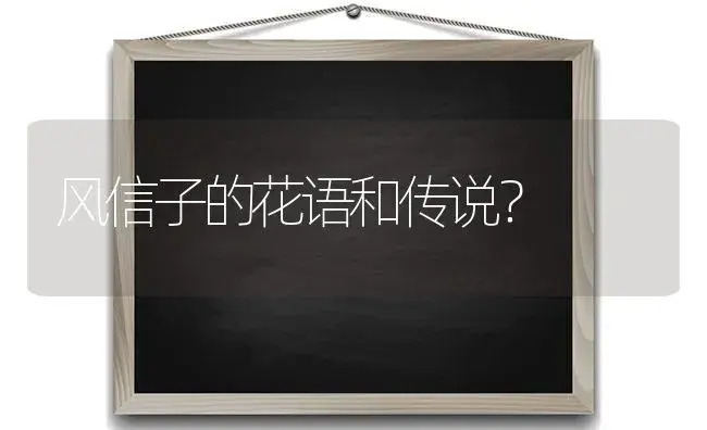 风信子的花语和传说？ | 绿植常识