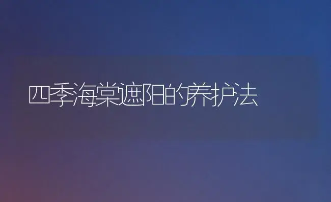 四季海棠遮阳的养护法 | 家庭养花