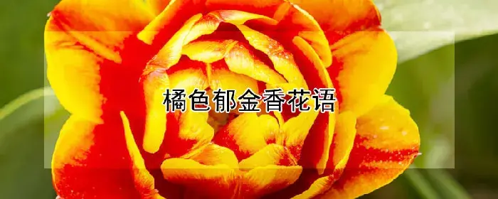 橘色郁金香花语