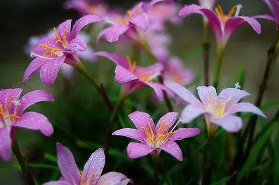 韭兰为什么又叫风雨花，详解韭兰花语是什么/韭兰花的寓意/韭兰花代表什么