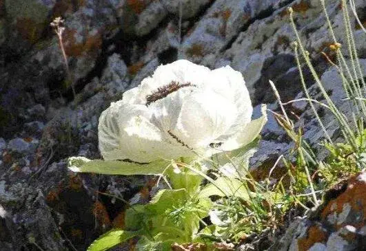 雪莲花的花期多长，雪莲花的花语传说有哪些？